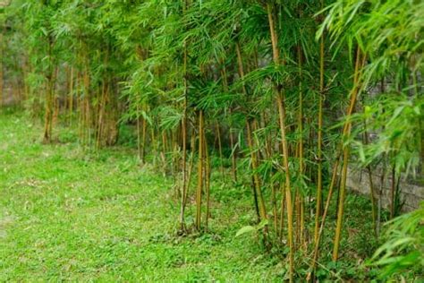 6 Best Bamboo Root Killers | Bamboo Plants HQ