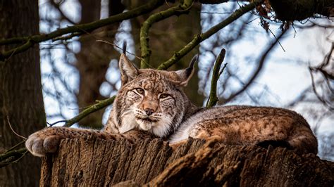 lynx, big cat, animal, tree, 4k HD Wallpaper