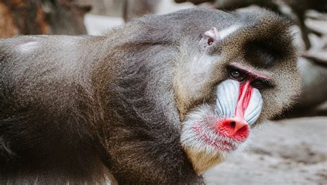 Mandrill vs Baboon and Drill, Facts and All Information A-Z