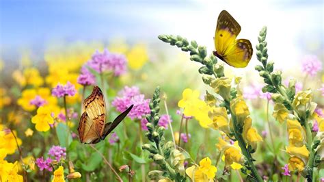 Butterfly Garden Wallpapers - Top Free Butterfly Garden Backgrounds - WallpaperAccess