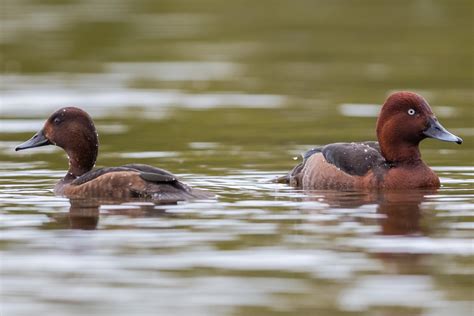 Ferruginous Duck by Ian Bollen - BirdGuides