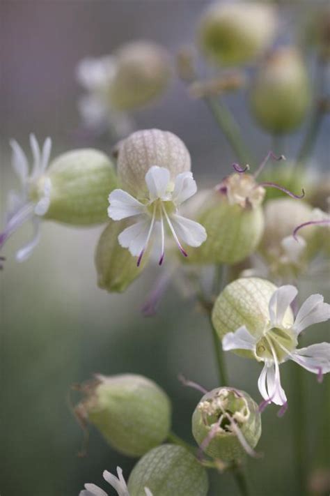 Silene vulgaris Seeds £1.84 from Chiltern Seeds - Chiltern Seeds Secure ...