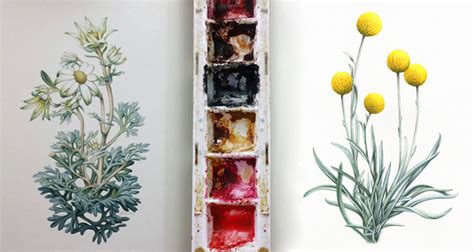 Billy Buttons Illustration - Australian Native Plants in Watercolour - Heidi Willis