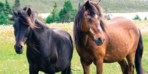 Newfoundland Pony Society Hopes to Secure New Park to Bolster ...