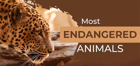 World's Most Endangered Animals: Top 10 List