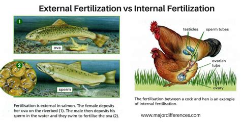 Difference between External Fertilization and Internal Fertilization ...