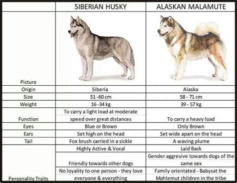 Whats The Difference Between Siberian And Alaskan Huskies