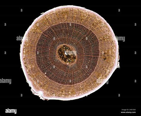 corte transversal de corte de tallo vegetal bajo el microscopio – vista ...