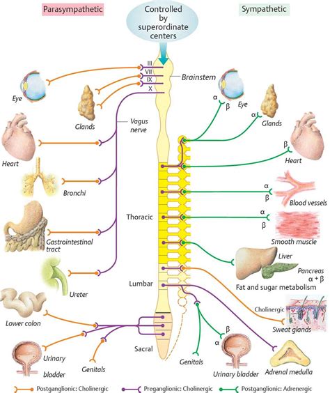 Autonomic Nervous System - Physiology - An Illustrated Review