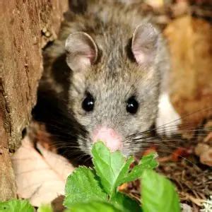 Bushy-Tailed Woodrat - Facts, Diet, Habitat & Pictures on Animalia.bio