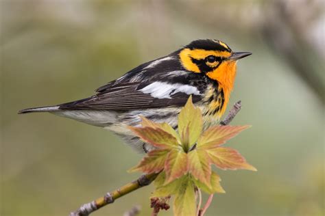 Blackburnian Warbler (male) – Jeremy Meyer Photography