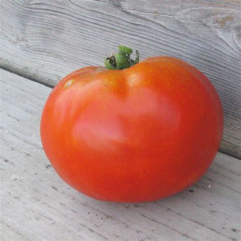 Beefsteak Red Tomato | White Harvest Seed Company