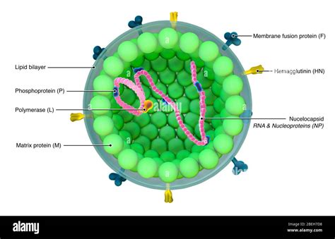 Measles Virus, Illustration Stock Photo - Alamy