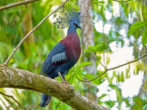 Victoria Crowned-Pigeon - eBird