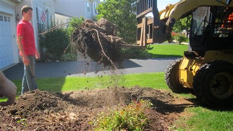 How to cut down an evergreen tree | Adam Parkzer – Parkzer.com