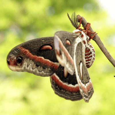 Luna Moth Facts - Facts Just for Kids