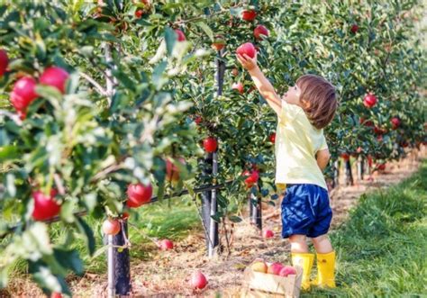 Apple Picking Davenport IA I Tanners Orchard Apples Food Family Fun