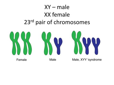 PPT - What is Meiosis? PowerPoint Presentation, free download - ID:2433334