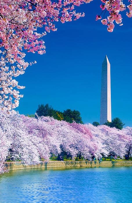 🔥 [50+] Washington DC Cherry Blossom Wallpapers | WallpaperSafari