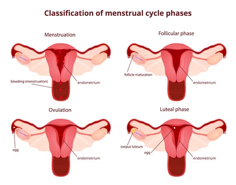 Menstrual Cycle Phases - Los Angeles, CA