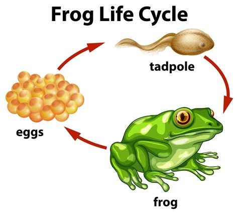 Un Cycle De Vie De Grenouille Sur Fond Blanc - Telecharger serapportantà Le Cycle De Vie De La ...