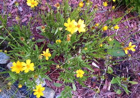 Perennials That Make Good Cut Flowers - Our Heritage of Health