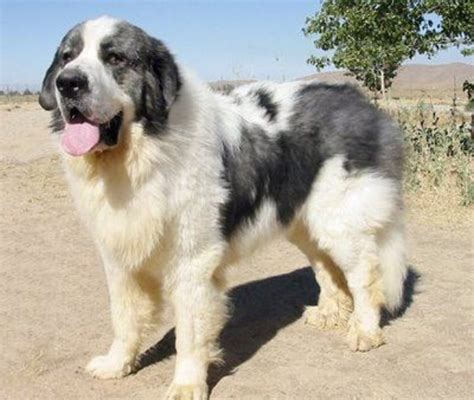 Spanish Mastiff vs Pyrenean Mastiff - Breed Comparison