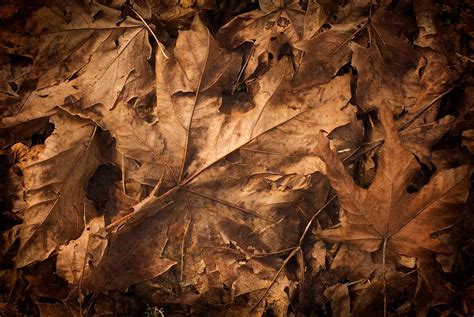 teXture - Dead Leaves | This is a free texture that I am off… | Flickr