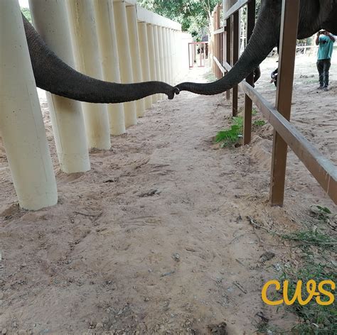 The OLD Cambodia Wildlife Sanctuary | Siem Reap