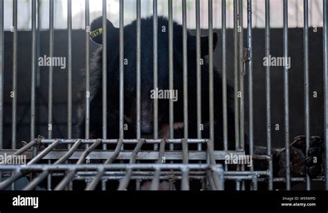 A caged bear is seen in the bear bile extraction workshop of Guizhentang in Huian, south Chinas ...