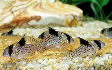 Breeding Corydoras Catfish Successfully: The Complete Guide - AquariumNexus