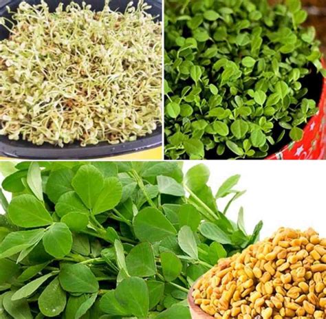 Fenugreek Seed Germination, Time, Process (Methi) | Gardening Tips