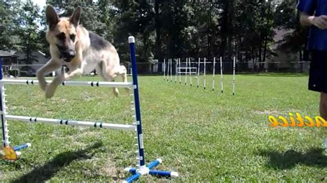 German Shepherd Agility Training | PETSIDI