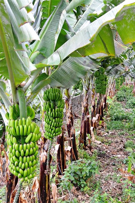 Banana tree plantation stock image. Image of breeze, cultivation - 84014119