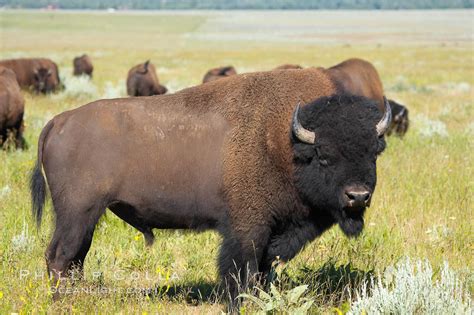 Bison herd, Bison bison photo, Grand Teton National Park, Wyoming