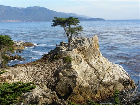 Lone Cypress Tree on 17-mile drive in Monterey, California [2764 x 2073 ...