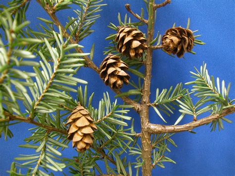 Tsuga canadensis (Pinaceae) image 548 at PhytoImages.siu.edu