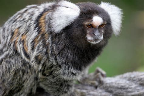 marmoset monkey - Google Search | Marmoset monkey, New world monkey, Lovely creatures