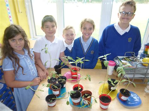 Planting sunflowers – Hollyfield Primary School