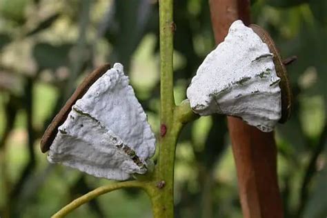 Eucalyptus Globulus Uses, Health Benefits and Side Effects