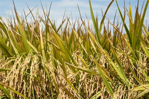 Harvest season at paddy fields Free Photo Download | FreeImages