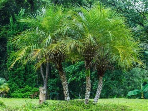 Pygmy Date Palm Root System: Are They Invasive? - LeafyJournal