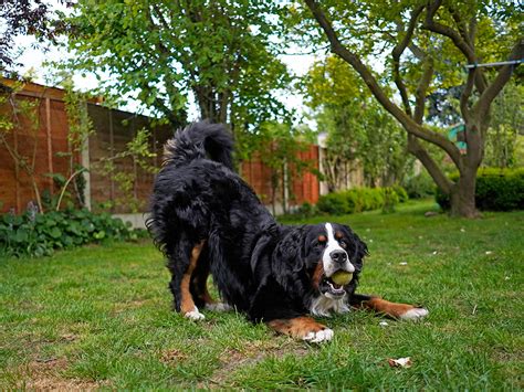 Dog Play-Bows: Understanding Canine Play Signals · The Wildest