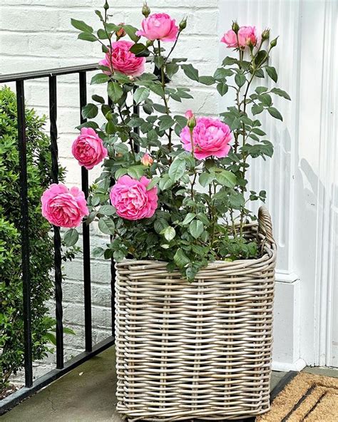 Are Coffee Grounds Good for Roses? Well, It Depends! - Grow Your Yard