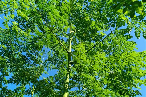 Full-Grown Moringa Trees: What do They Look Like? | Ultimate Backyard