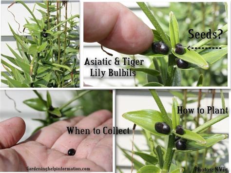 Asiatic and Tiger Lily Seeds? Oh, Bulbils? | Lily seeds, Tiger lily, Seeds