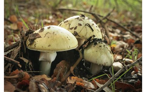 Wild 'death cap' mushrooms poison 14 people in Northern California - Los Angeles Times