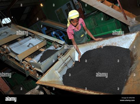 Tea factory and plantation, Nuwara Eliya, Sri Lanka, tea production ...