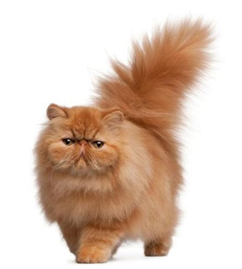 Fluffy Persian Cat | Big and Small Cats | Pinterest