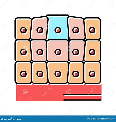 Epithelial Tissue With Labeled Squamous, Cuboidal And Columnar Examples. Cartoon Vector ...